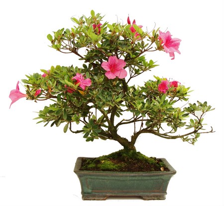 bonsai azálea japónica