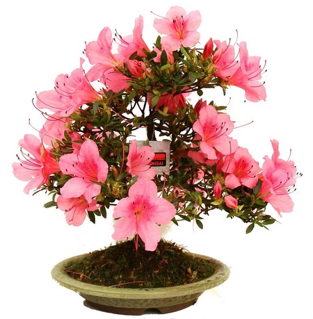 bonsai azálea japónica