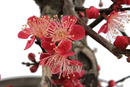 Prunus mume Cuidados (Como Cuidar, Doenças, Podar) - PictureThis