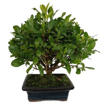 bonsai gardenia jasminoides - 190