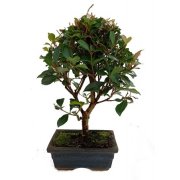 bonsai de flores e frutos